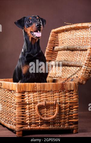 German Pinscher - un chien de taille moyenne élevé en Allemagne à la fin du xviiie siècle Banque D'Images