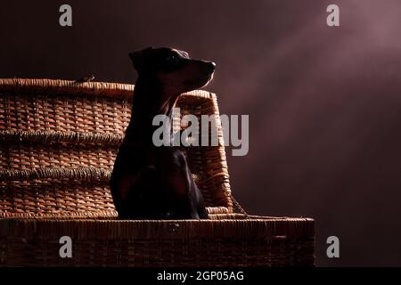 German Pinscher - un chien de taille moyenne élevé en Allemagne à la fin du xviiie siècle Banque D'Images