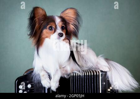 Chien blanc-noir-rouge de la race du papilon (spaniel de jouet continental) se trouve sur un bouton d'accordéon d'instrument de musique à l'intérieur le studio Banque D'Images