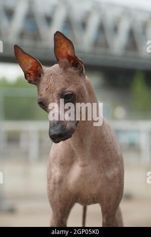 Chien beige adulte de taille moyenne sans poils de la race Peruan Hairless Dog (Inca Peruvian Orchid, Inca Hairless Dog, Virigo, Calato, Mexican Hairless Do Banque D'Images