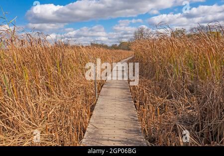 Promenade à travers les marais dans la zone naturelle de Volo Bog State Dans l'Illinois Banque D'Images