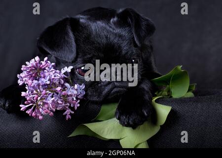 Petit-Brabancon, ou petit Brabancon, ou Brabant Griffon, ou Smooth Griffon, est une race de chiens décoratifs élevés en Belgique. Appartient au petit DO belge Banque D'Images