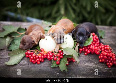 Trois chiots nouveau-nés, deux rouges et un noir, se trouvent sur une récolte de pommes, et des baies rouges de viburnum, sur une planche à l'extérieur à la fin de l'été Banque D'Images