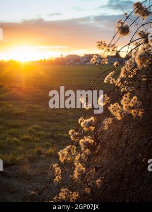 Branche de vigne sauvage au lever du soleil en basse-autriche Banque D'Images