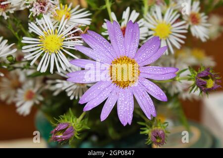 Oréostemma. Aster aux pétales bleus recouverts de gouttes de rosée. Mise au point sélective. Banque D'Images