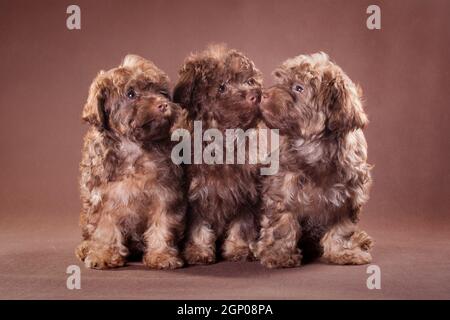 Trois chiots bruns du lapdog russe se reproduisent un arrière-plan marron Banque D'Images