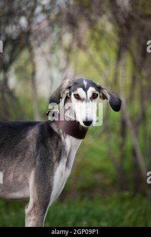 Saluki (cynodrome persan, gazelle) - une race de lévriers, est considérée comme l'une des plus anciennes races. Un chien élégant, plutôt grand, conçu pour Banque D'Images