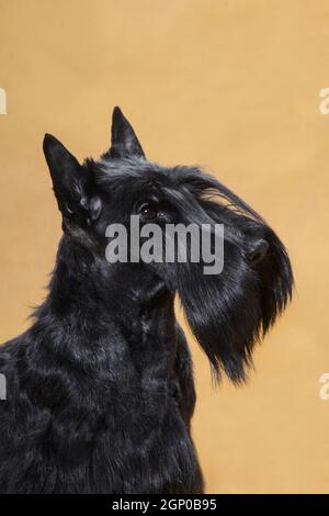 Portrait d'un petit chien de race Scotch aux cheveux de fil noir terrier sur fond jaune dans une salle de l' studio Banque D'Images