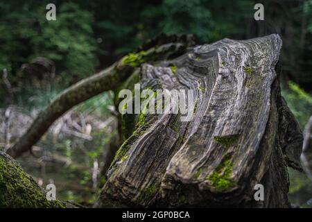 Grand tronc ou souche d'arbre, vieilli et couvert de mousse avec un arrière-plan flou. Parc national des lacs de Plitvice Patrimoine mondial de l'UNESCO Banque D'Images