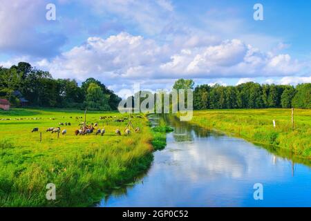 Heidschnucken in der Lüneburger Heide am Fluss - Grazing German Gray Heath in the Lueneburg Heath près d'une rivière Banque D'Images