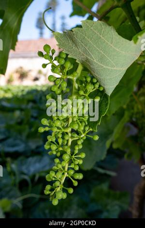 Les jeunes petits raisins sont accrochés à une vigne avec des feuilles vertes. Gros plan. Agriculture. Cave de vinification. Banque D'Images