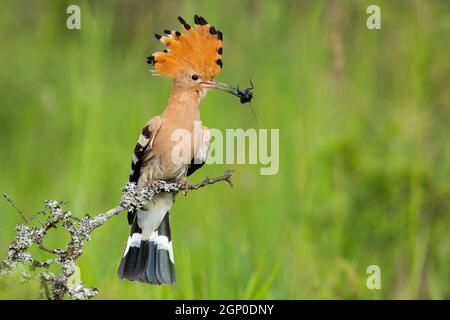 Hoopoe eurasien, upupa epops, tenant le bogue dans le bec en nature printanière. Animal à plumes brun assis sur un rameau de mousse. Oiseau avec écusson rayé Banque D'Images