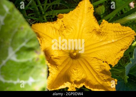 Fleur de citrouille jaune fleur jaune dans les feuilles vertes du milieu Banque D'Images