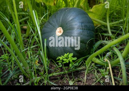 Gros jusqu'à la citrouille verte de taille moyenne qui pousse au milieu des feuilles vertes d'une ferme de citrouilles. Banque D'Images