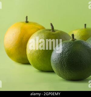 Orange aigre ou orange amère, également appelé séville, bigrede ou orange marmelade, fruit d'agrumes à forte vitamine C isolé sur un fond vert clair Banque D'Images