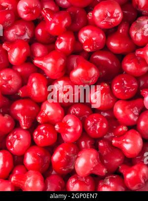 jambu ou pomme rose, fruits en forme de cloche également appelé fruits de cloche ou pomme de cire, tiré en plein cadre, sri lanka juteuse texture fruits, fond Banque D'Images