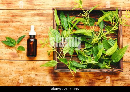 Extrait d'ortie en bouteille et feuilles d'ortie fraîche. Orties de stining ou herbe médicale d'urtica Banque D'Images