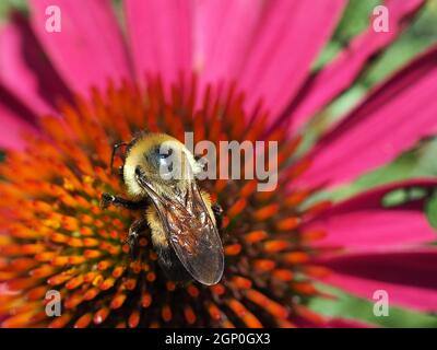 macro de conefellower rose avec abeille sur cône Banque D'Images