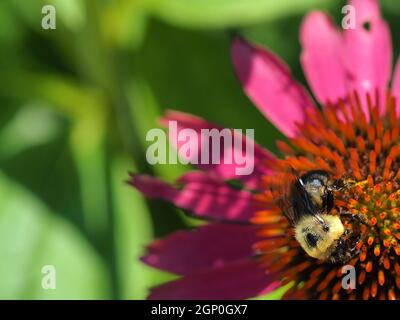 macro de conefellower rose avec abeille sur cône Banque D'Images