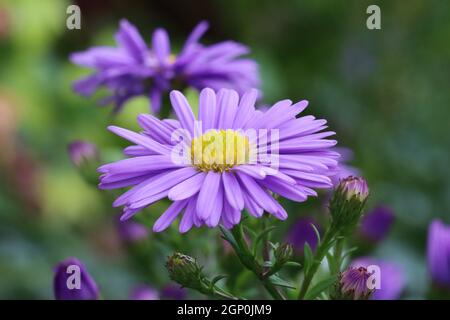 gros plan d'une jolie fleur violet-bleu d'aster dumosus avec plusieurs bourgeons sur un fond flou naturel Banque D'Images