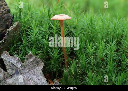 un petit champignon brun clair à l'aspect fragile pousse sur un sol forestier entre la mousse en forme d'étoile vert foncé et les morceaux d'écorce grise, vue rapprochée, vue latérale Banque D'Images