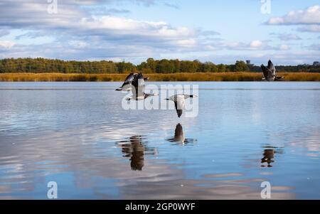 Bernaches de Barnacle, leucopsis de Branta, volant au-dessus de l'eau. Oiseaux migrateurs en automne. Banque D'Images