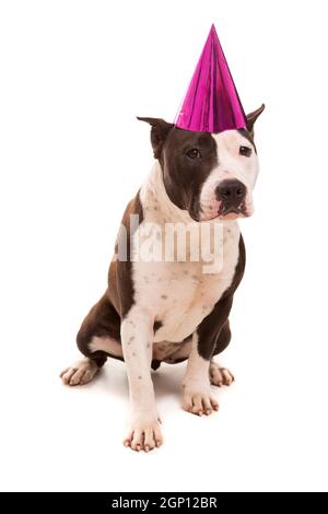 American Staffordshire Terrier bébé portant un chapeau de fête Banque D'Images