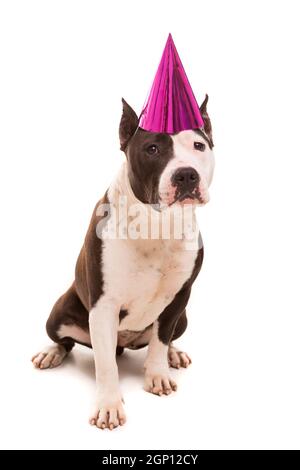 American Staffordshire Terrier bébé portant un chapeau de fête Banque D'Images