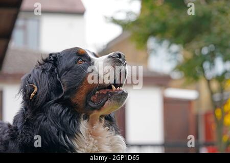 Portrait du chien de montagne bernois regardant, maisons en arrière-plan Banque D'Images