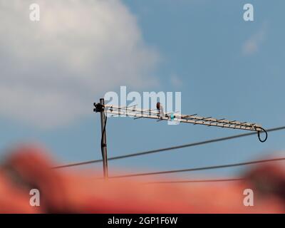 Oiseau connu sous le nom de Cliff Flycatcher (Hirundinea ferruginea), perché sur les tiges d'une antenne TV, encadré par un toit flou et un ciel bleu avec des nuages blancs. Banque D'Images