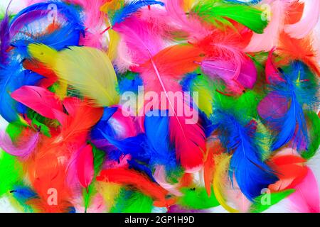 Collection de plumes aux couleurs vives Banque D'Images