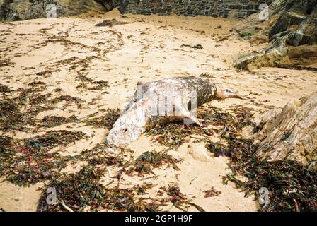 Phoque mort sur la plage de Mouthwell, Hope Cove, Kingsbridge, Devon, Angleterre, Royaume-Uni. Banque D'Images