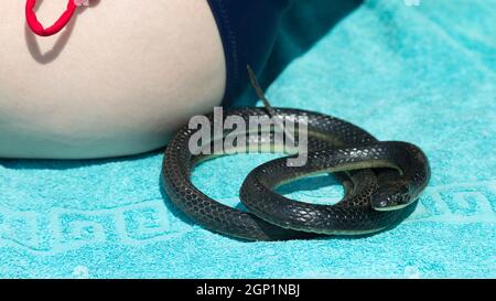 Le serpent venimeux noir s'est enroulé en balle sur une serviette bleue à la plage près d'une femme assise. Banque D'Images