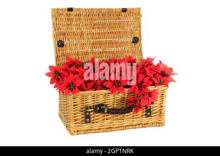 Décoration de Noël des guirlandes de poinsettia dans un panier en osier Banque D'Images