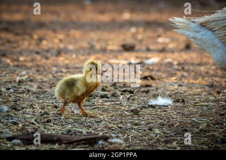 Gosling suit la queue de la mère autour de la plume Banque D'Images