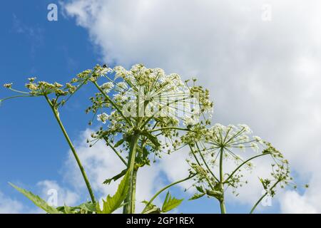 Herbe à poux. Plante florale contre le ciel. Heracleum Sosnovsky Banque D'Images