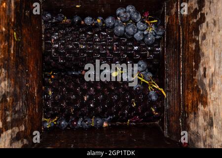 Mécanisme manuel pour écraser les raisins. Écraser les raisins en jus et du vin. Banque D'Images