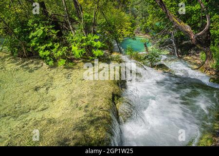 Ruisseau descendant des rochers, coulant dans le lac turquoise entouré par la forêt verte. Parc national des lacs de Plitvice Patrimoine mondial de l'UNESCO, Croatie Banque D'Images