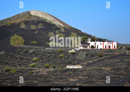 Magnifique paysage volcanique avec une maison blanche et un vignoble. La Geria, Lanzarote, Iles Canaries, Espagne. Image prise sur le terrain public. Banque D'Images