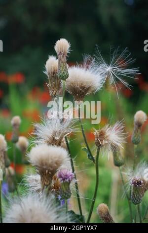 Cirsium arvense ou chardon rampant est une espèce vivace de plantes à fleurs de la famille des Asteraceae. Il est également connu sous le nom de chardon du Canada Banque D'Images