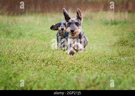 Gai deux dachshund à poil dur court sur l'herbe à l'extérieur, en agitant ses oreilles Banque D'Images