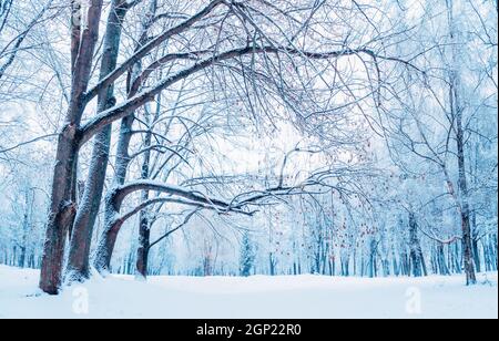 Paysage d'hiver, parc d'hiver arbres en hiver nuageux, paysage d'hiver nuageux Banque D'Images