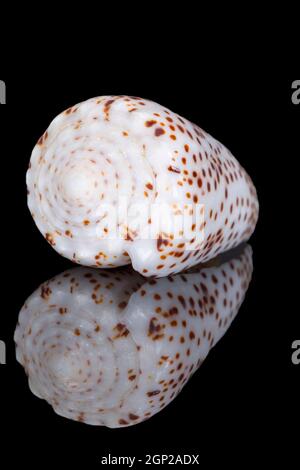 Coquille d'escargot unique de Conidae, connue sous le nom d'escargot conique, isolée sur fond noir, reflet miroir Banque D'Images