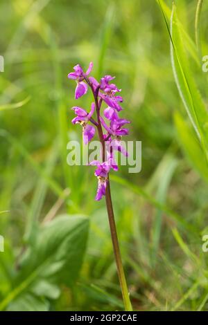 Gros plan d'une orchidée pourpre précoce fleurissant sur Morgans Hill un site d'intérêt scientifique spécial (SSSI), Wiltshire, Angleterre, Royaume-Uni Banque D'Images