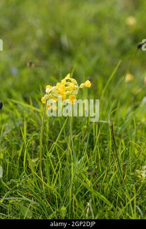 Gros plan d'un cowslip jaune isolé / primula veris floraison sur Morgans Hill un site d'intérêt scientifique spécial (SSSI), Wiltshire, Angleterre, Royaume-Uni Banque D'Images