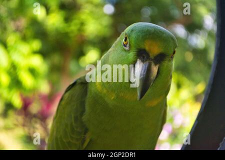 Gros plan sur le perroquet amazonien à serviettes jaunes (Amazona auropalliata) Banque D'Images