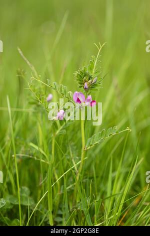 Gros plan d'une fleur commune isolée de vesce sur Morgans Hill un site d'intérêt scientifique spécial (SSSI), Wiltshire, Angleterre, Royaume-Uni Banque D'Images