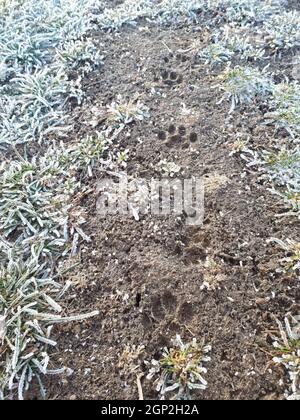 Traces du chien sur sol humide. Imprimé pattes de chien. Banque D'Images