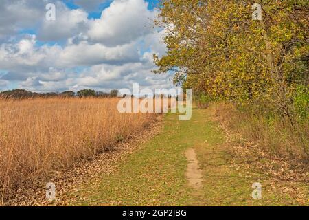 Prairie rencontre la forêt dans la région naturelle de Volo Bog Dans l'Illinois Banque D'Images