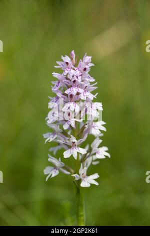 Gros plan d'une orchidée tachetée fleurissant sur Morgans Hill un site d'intérêt scientifique spécial (SSSI), Wiltshire, Angleterre, Royaume-Uni Banque D'Images